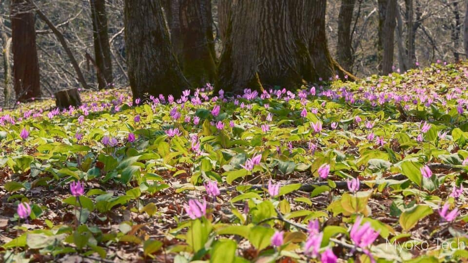 pink katakuri flowers in bloom in spring in Myoko